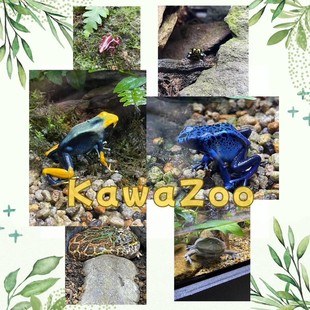 体感型カエル館 KawaZooに行ってきました！