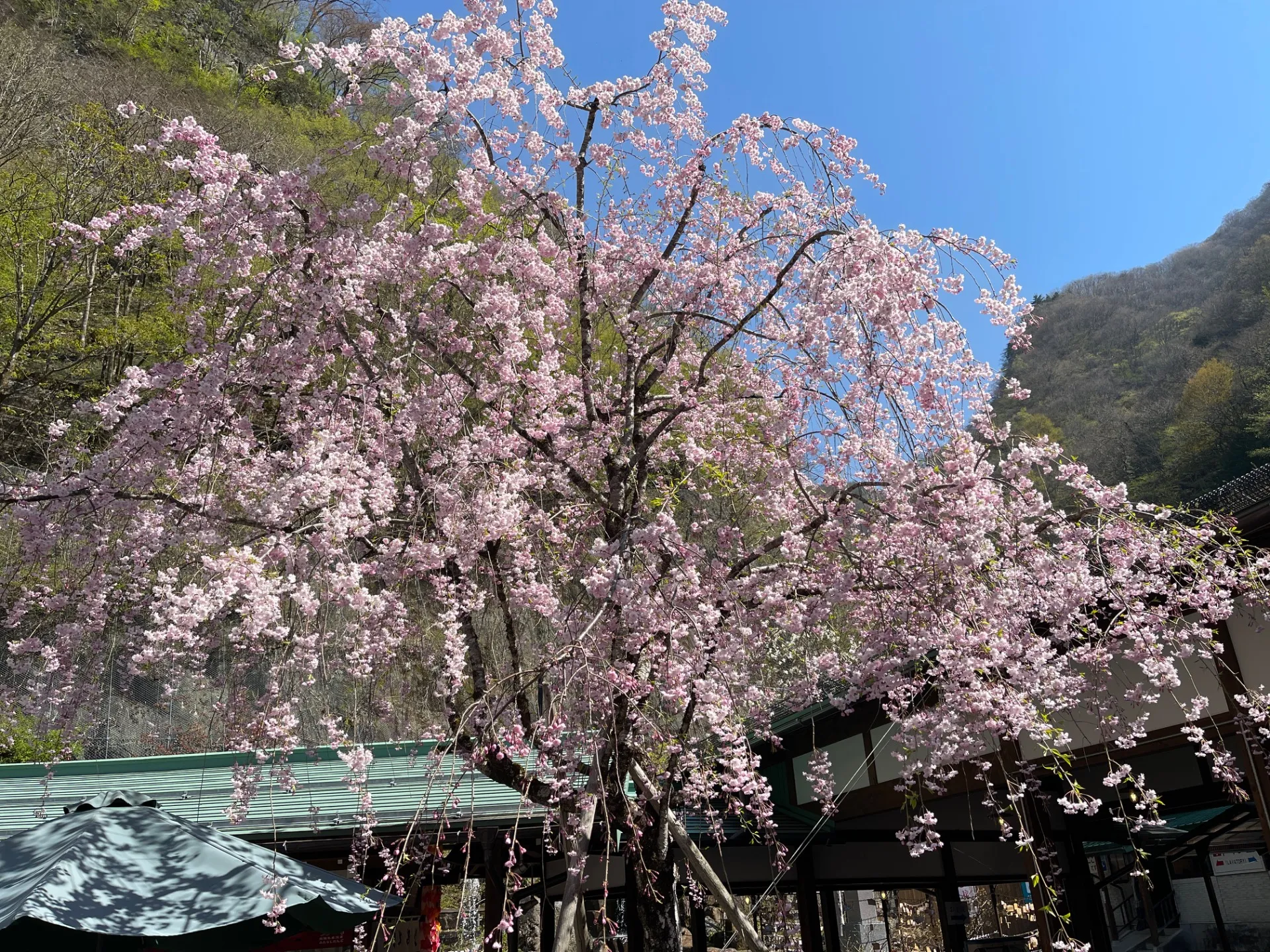 最後まで諦めなかった君に、桜が咲くことを願って。
