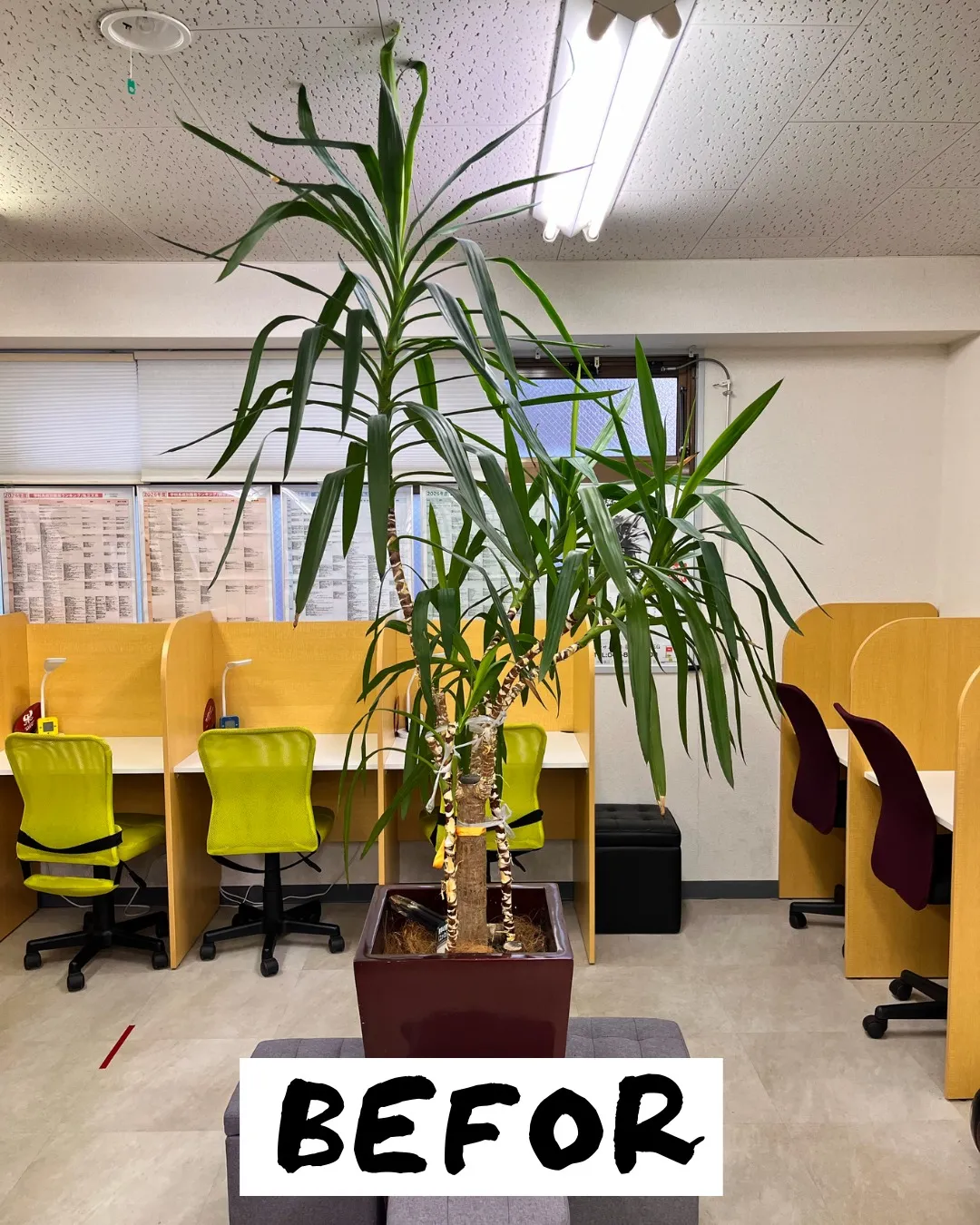 塾長から「この植物(1枚目)をいい感じにしてくれ😎」という