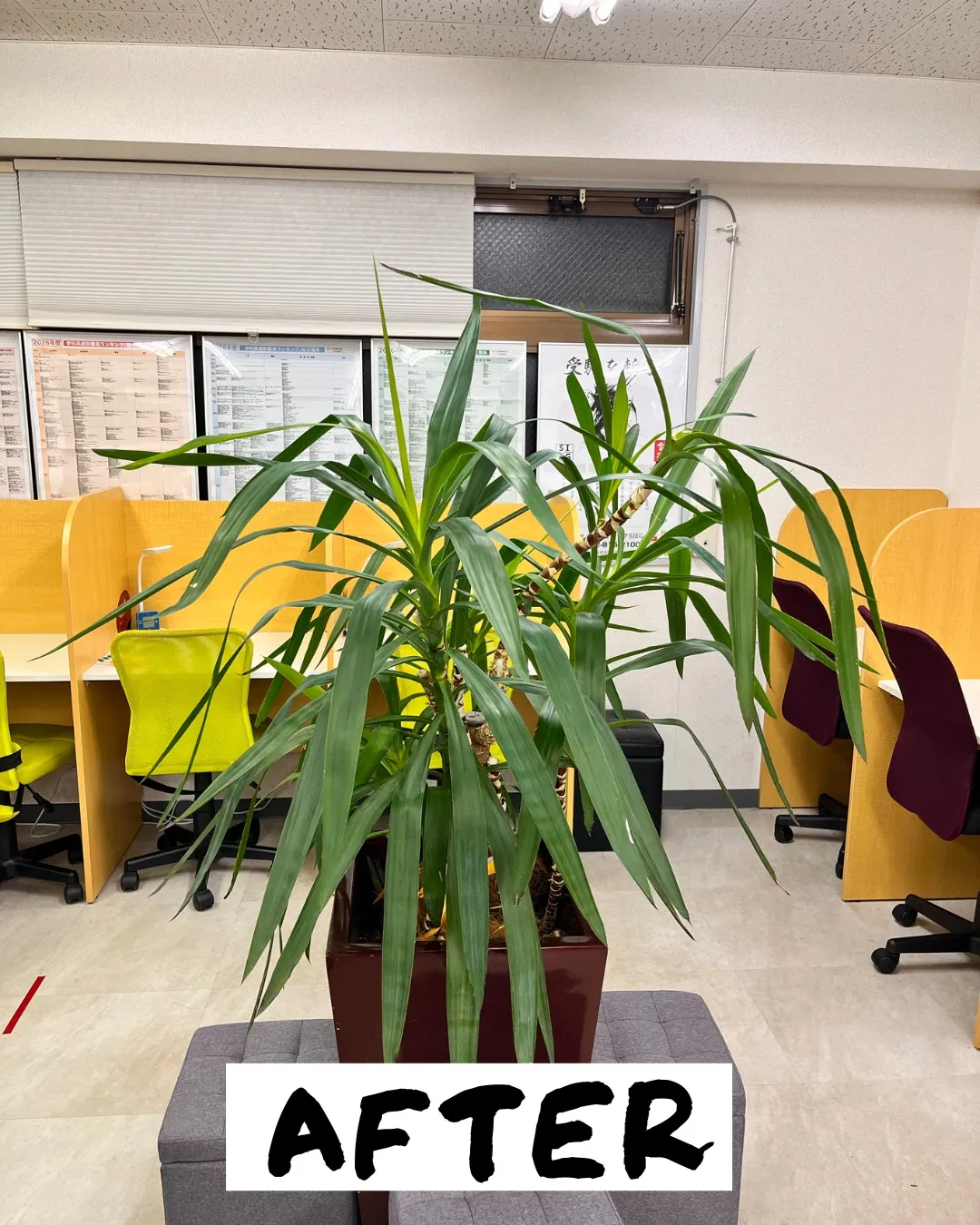 塾長から「この植物(1枚目)をいい感じにしてくれ😎」という